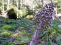 Glicine di bosco (G. Serrecchia)